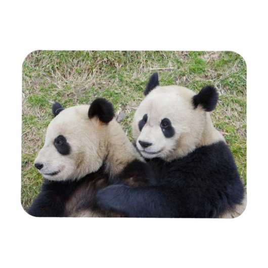 Wolong Reserve, China, Giant panda die omhelst Magneet (Horizontaal)