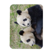 Wolong Reserve, China, Giant panda die omhelst Magneet (Verticaal)