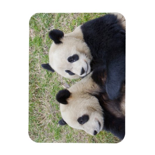 Wolong Reserve, China, Giant panda die omhelst Magneet (Verticaal)