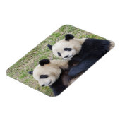 Wolong Reserve, China, Giant panda die omhelst Magneet (Linkerzijde)