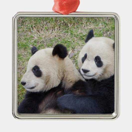 Wolong Reserve, China, Giant panda die omhelst Metalen Ornament (Voorkant)