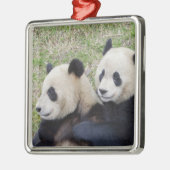 Wolong Reserve, China, Giant panda die omhelst Metalen Ornament (Links)