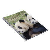 Wolong Reserve, China, Giant panda die omhelst Notitieboek (Rechterzijde)