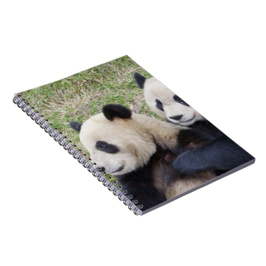 Wolong Reserve, China, Giant panda die omhelst Notitieboek (Rechterzijde)