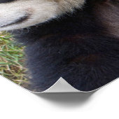 Wolong Reserve, China, Giant panda die omhelst Poster (Hoek)