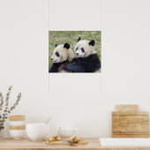 Wolong Reserve, China, Giant panda die omhelst Poster (Keuken)