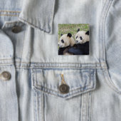 Wolong Reserve, China, Giant panda die omhelst Vierkante Button 5,1 Cm (In situ)