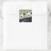 Wolong Reserve, China, Giant panda die omhelst Vierkante Sticker (Tas)