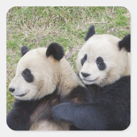 Wolong Reserve, China, Giant panda die omhelst Vierkante Sticker (Voorkant)