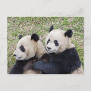 Wolong Reserve, China, Reuzenpanda knuffelt Briefkaart