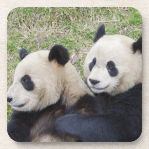 Wolong Reserve, China, Reuzenpanda knuffelt Drankjes Onderzetter