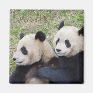 Wolong Reserve, China, Reuzenpanda knuffelt Magneet