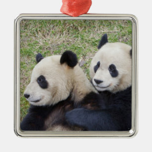 Wolong Reserve, China, Reuzenpanda knuffelt Metalen Ornament