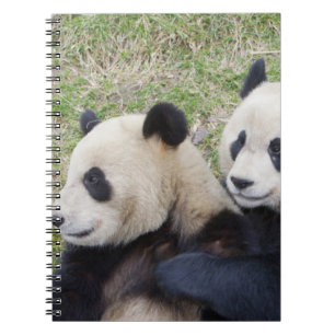 Wolong Reserve, China, Reuzenpanda knuffelt Notitieboek