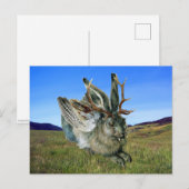 Wolpertinger Briefkaart (Voorkant / Achterkant)