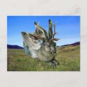 Wolpertinger Briefkaart (Voorkant)