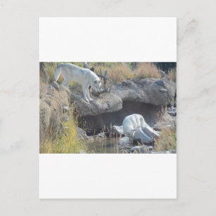 Wolven Bos Natuur Land Vrede Liefde Dier Briefkaart