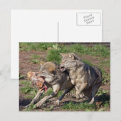 wolven briefkaart (Voorkant / Achterkant)
