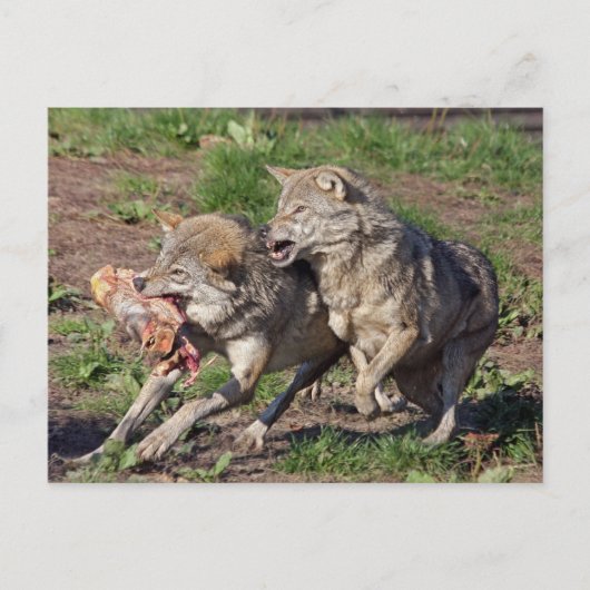 wolven briefkaart (Voorkant)