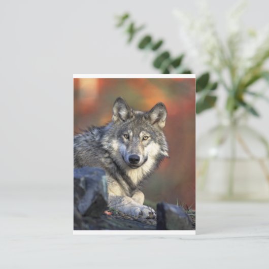 Wolven Briefkaart (Staand voorkant)