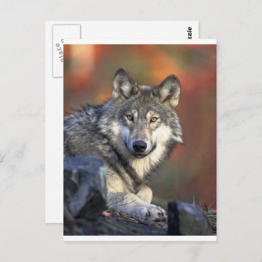 Wolven Briefkaart (Voorkant / Achterkant)