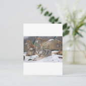 Wolven Briefkaart (Staand voorkant)