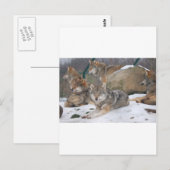 Wolven Briefkaart (Voorkant / Achterkant)