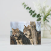 wolven briefkaart (Staand voorkant)