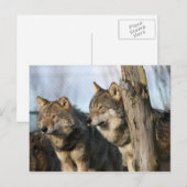 wolven briefkaart (Voorkant / Achterkant)