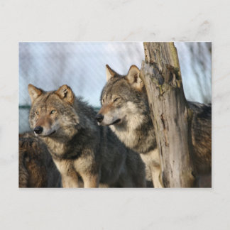 wolven briefkaart