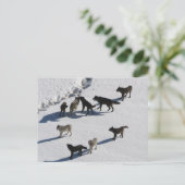 Wolven Briefkaart (Staand voorkant)