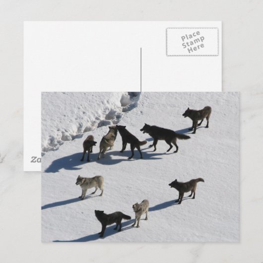 Wolven Briefkaart (Voorkant / Achterkant)