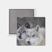 Wolven (Canus lupus) uit West-geelsteen. Dit Magneet (Voorkant / Achterkant)