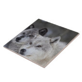 Wolven (Canus lupus) uit West-geelsteen. Dit Tegeltje (Zijkant)