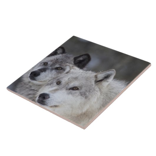 Wolven (Canus lupus) uit West-geelsteen. Dit Tegeltje (Zijkant)