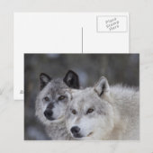 Wolven (Canus lupus) | West-geelsteen Briefkaart (Voorkant / Achterkant)