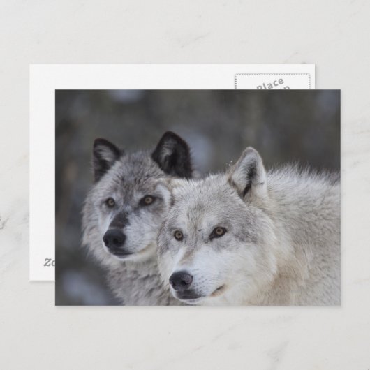 Wolven (Canus lupus) | West-geelsteen Briefkaart (Voorkant / Achterkant)