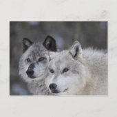 Wolven (Canus lupus) | West-geelsteen Briefkaart (Voorkant)