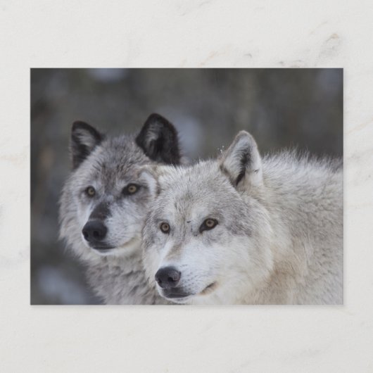 Wolven (Canus lupus) | West-geelsteen Briefkaart (Voorkant)