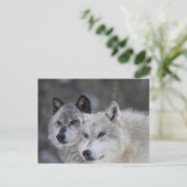 Wolven (Canus lupus) | West-geelsteen Briefkaart (Staand voorkant)