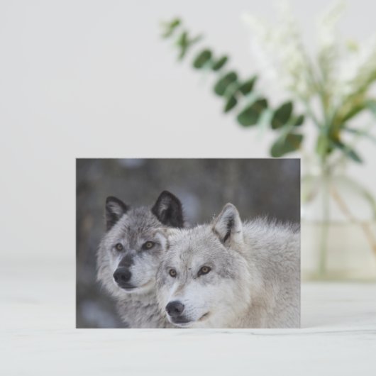 Wolven (Canus lupus) | West-geelsteen Briefkaart (Staand voorkant)
