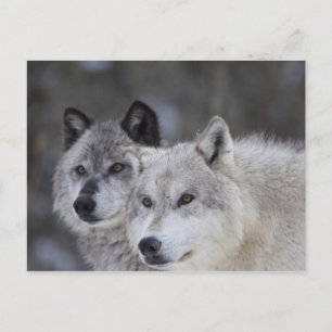 Wolven (Canus lupus) West-geelsteen Briefkaart