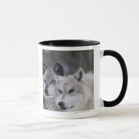 Wolven (Canus lupus) | West-geelsteen