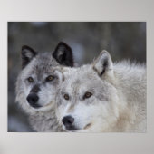 Wolven (Canus lupus) | West-geelsteen Poster (Voorkant)