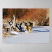 Wolven die in het sneeuwPoster lopen Poster (Voorkant)