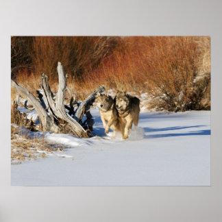 Wolven die in het sneeuwPoster lopen Poster