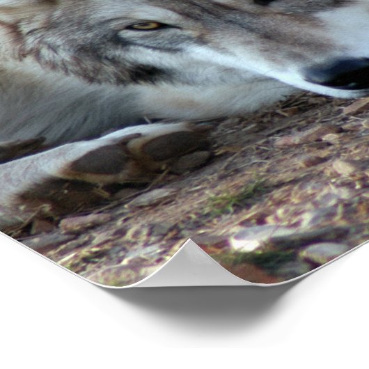 Wolven, Grijze Wolf Poster (Hoek)