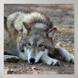 Wolven, Grijze Wolf Poster