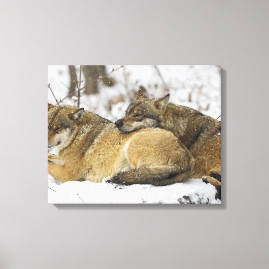 Wolven in de Bawarian Wood Canvas Afdruk (Voorkant)