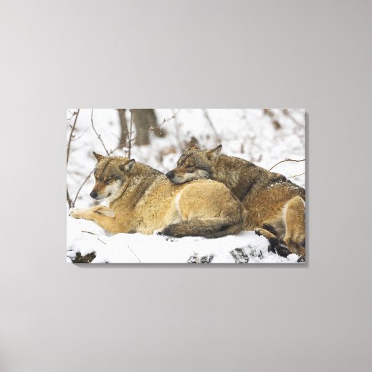 Wolven in de Bawarian Wood Canvas Afdruk (Voorkant)